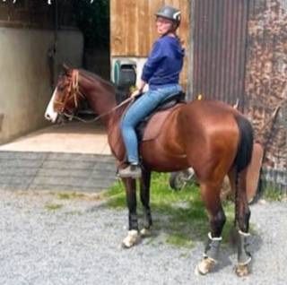 Vends hongre paint horse 4 ans, débourré 