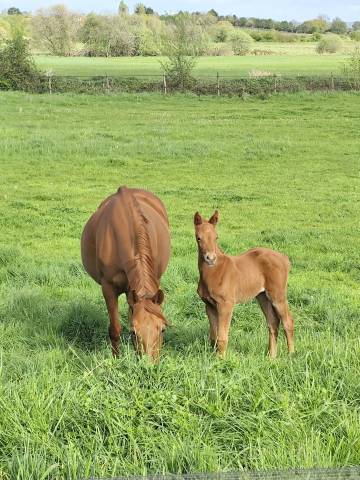 Superbe pouliche 2026 par roman empire x negro