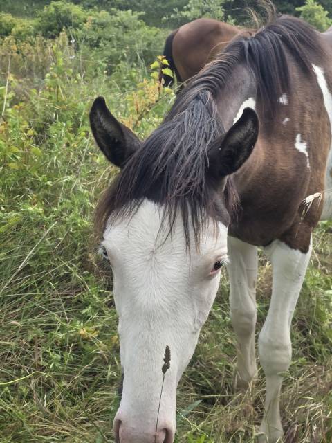 Poulain oc paint horse 