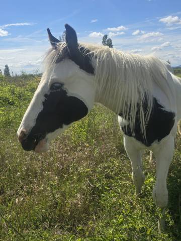 Poulain paint horse