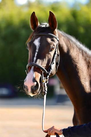4 ans hongre par kassander van roosaker x silvio