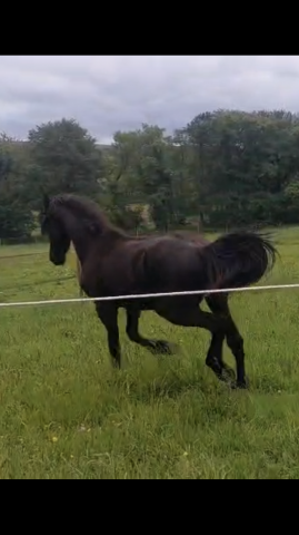 Poulain frison hongre 1 an pp