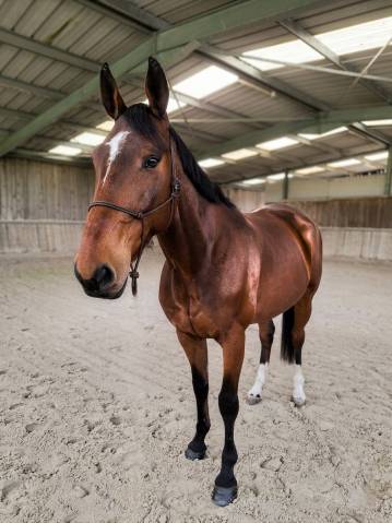 Hongre 8 ans, bien dressé, près de lille 