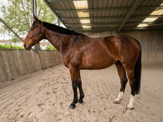 Hongre 8 ans, bien dressé, près de lille 