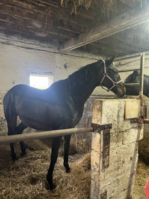 Jument pur-sang – 15 ans – loisirs / élevage