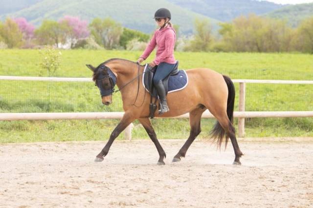 Ponette - 8 ans - dressage / idéale enfant - france