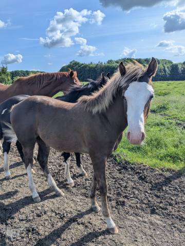 Poulain paint horse 