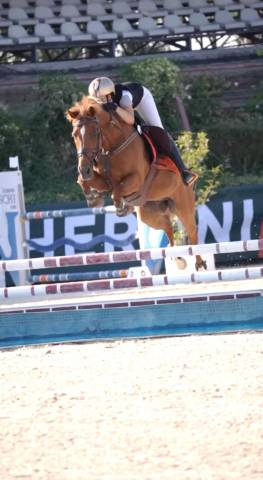 Hongre autre race de poney a vendre 2012 alezan