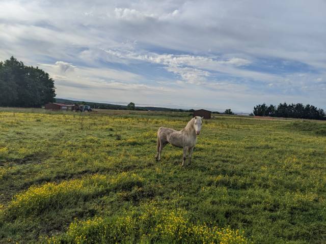 Poney welsh