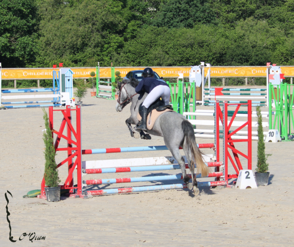 Jument connemara 4 ans