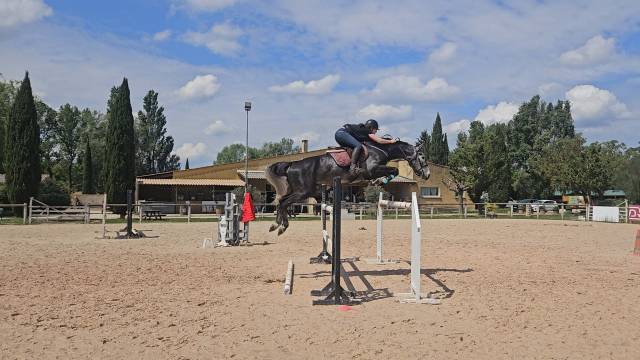 Hongre 7 ans gros moyens