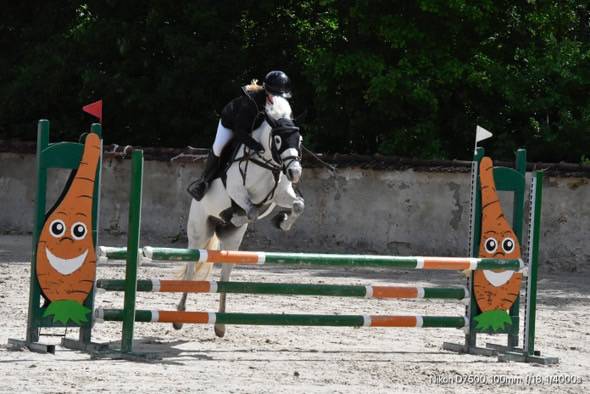 à vendre – ponette grise, 13 ans – 1m39