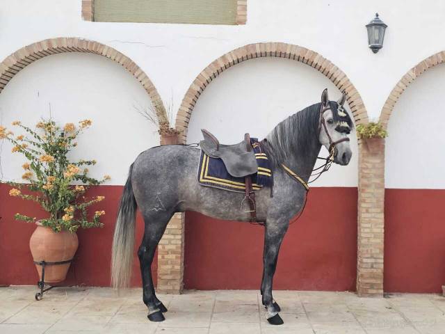 Hongre pre pure race espagnole a vendre 2021 gris par romero de trujillo
