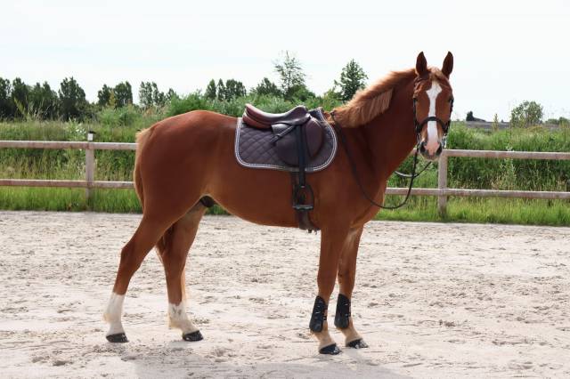 Superbe hongre de 4 ans