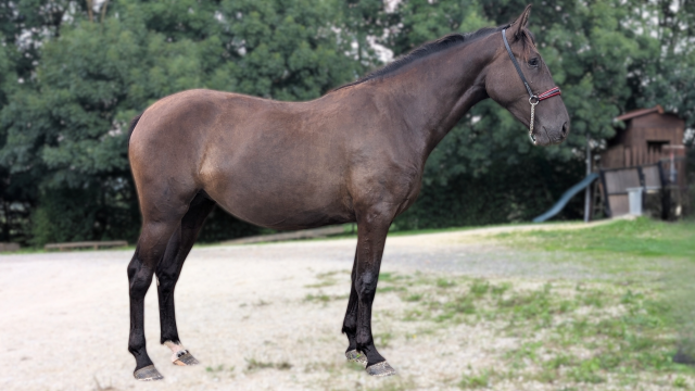 ✨ novia xiv – jument pure race espagnole (pre) ✨