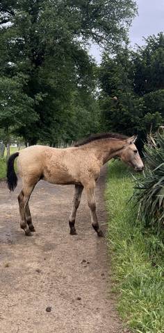 Poulain oc lusitanien x pre