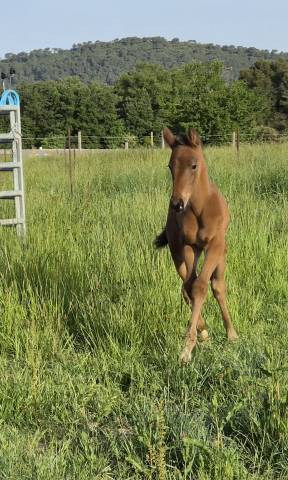Pouliche sfo pour concours complet