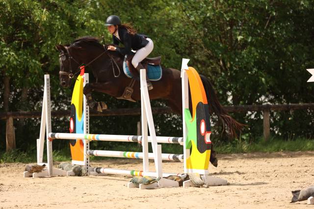 A vendre hongre 8 ans cso cce