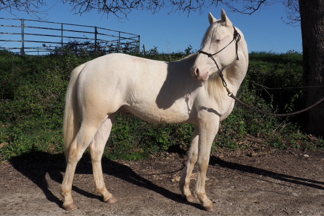 Orion, votre prochain compagnon d’exception ✨