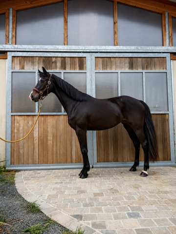 Jument d'avenir - kwpn  - 4 ans - dressage - france
