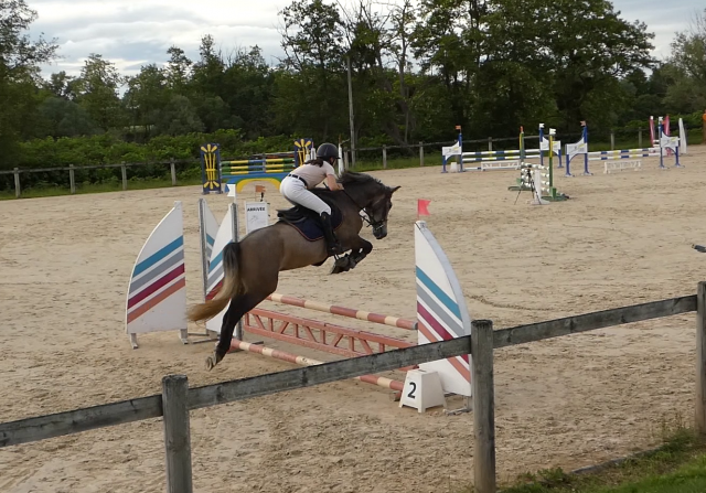 Welsh part-bred 4 ans