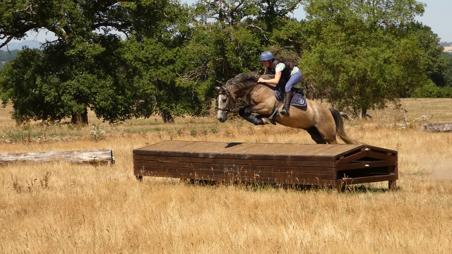 Welsh part-bred 4 ans