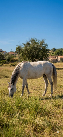 Pilar – sublime jument lusitanienne psl – née en 2019  
