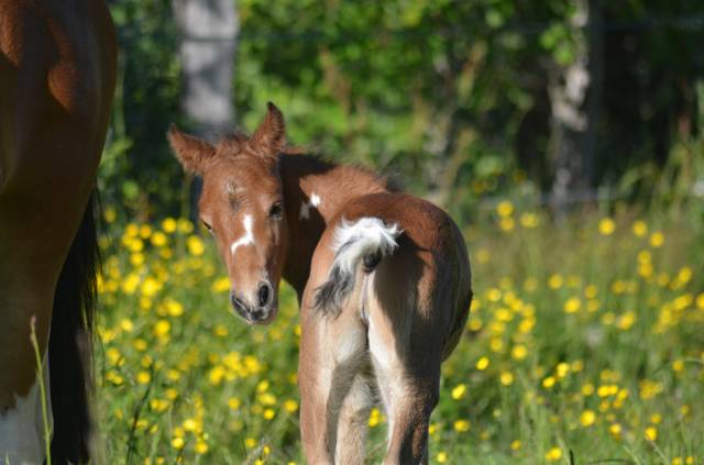 Poulain poney b pie bai