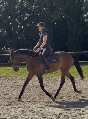 Top jument loisirs-balade-competition