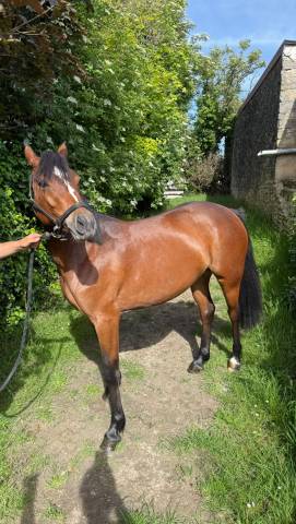 Top ponette cso 4 ans