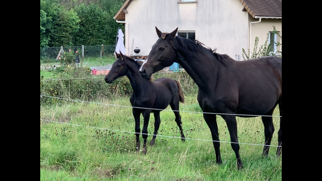 Poulinière souche exceptionnelle suitée et saillie 