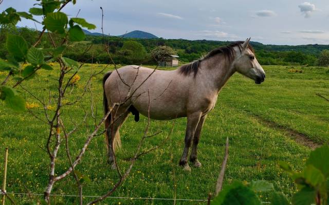 Poney welsh pb - hongre - 3 ans 