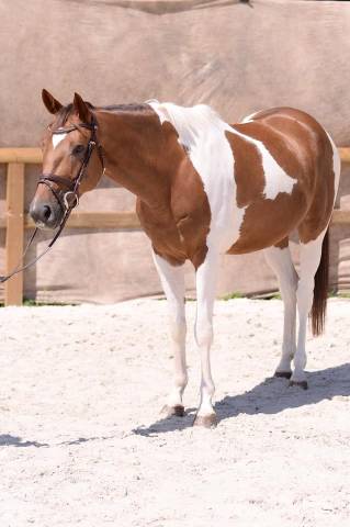 Magnifique cheval oc hongre pie de 12 ans pour loisir