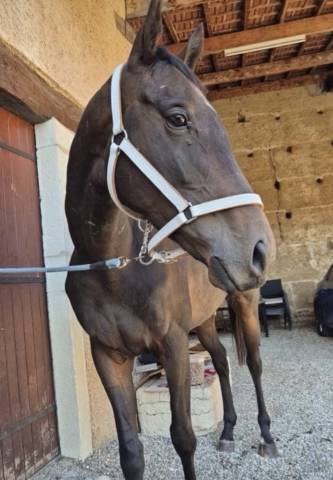 Hongre 5 ans à vendre départ rapide 