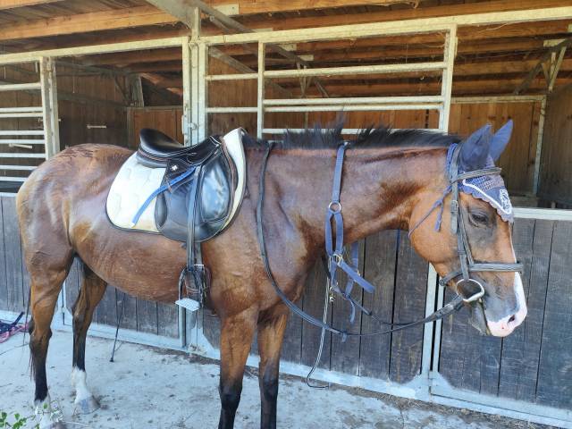 Jolie pouliche de 5 ans par fibonacci de lessac 