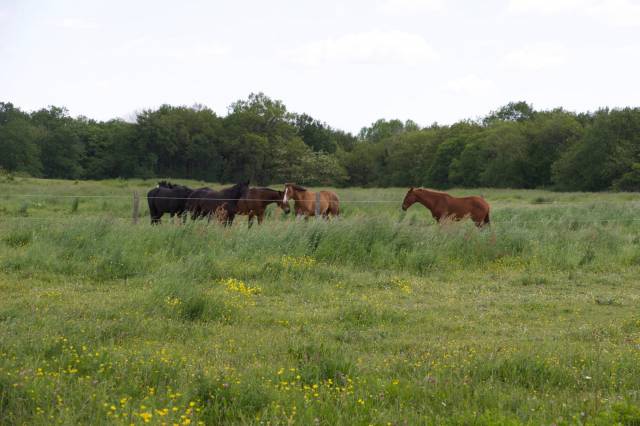Située dans le maine-et-loire (49), à proximité de saumur, ce