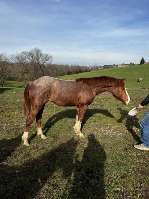 Quarter horse