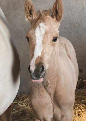 Pouliche palomino quarter horse pp