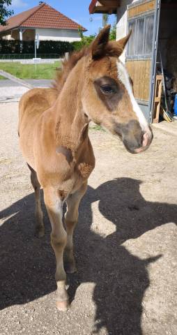 Poulain quarter horse pp