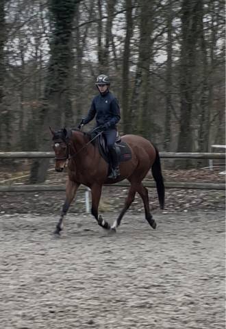 Hongre 4 ans à vendre 