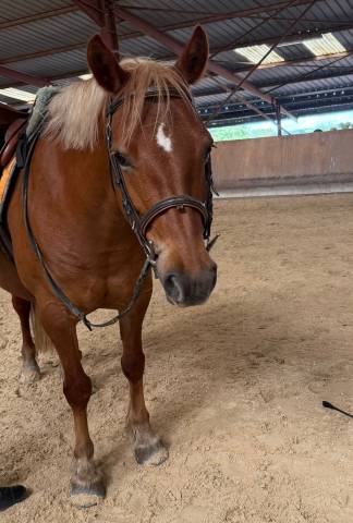 Ponette croisée haflinger