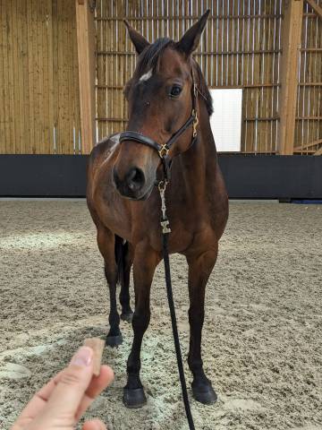 Jument sf 13 ans – maître d'école dressage & tap