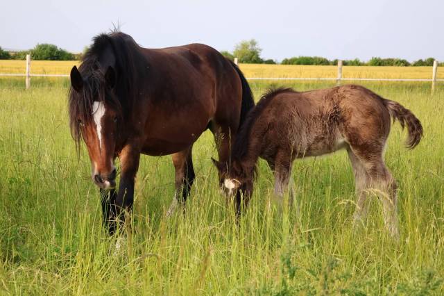 Pouliche shire pleins papiers noire