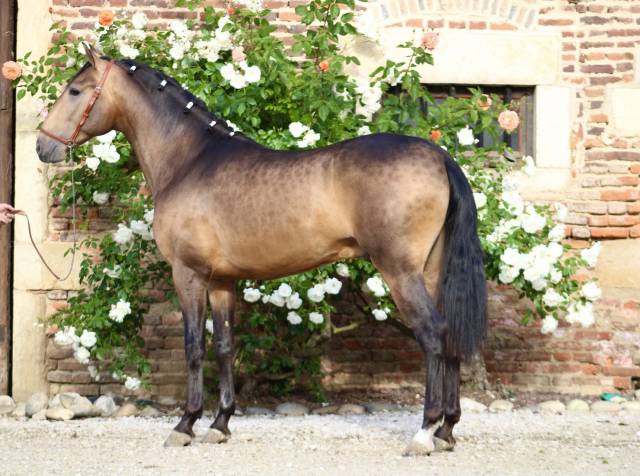 Cheval pure race espagnol, dressage/spectacle/loisir