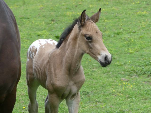 Poulain