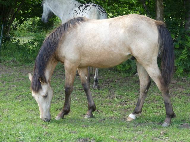 Poulain