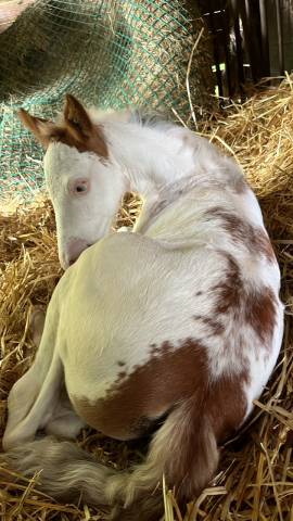 Pouliche paint horse