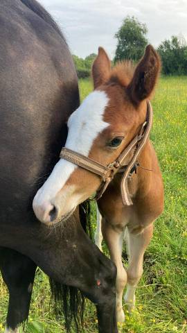 Poulain paint horse