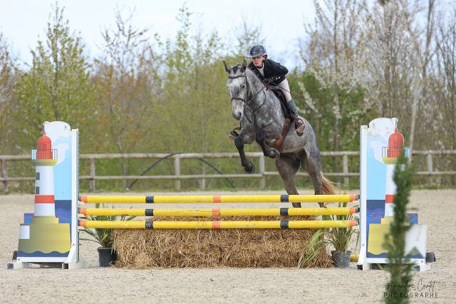 Hongre 4 ans, super potentiel amateur