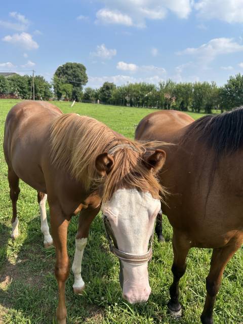 Entier paint horse a vendre 2024 alezan